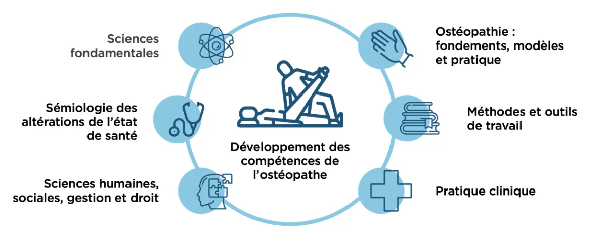 Les grands domaines d'enseignement en ostéopathie